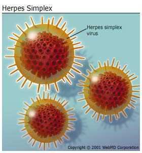 Turmeric Benefits for Genital Herpes