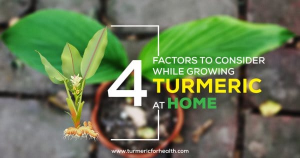 4 Factors To Consider While Growing Turmeric At Home