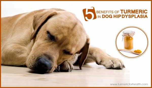 5-benefits-of-turmeric-in-dog-hip-dysplasia