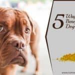 5-ways-turmeric-benefits-in-dog-epilepsy