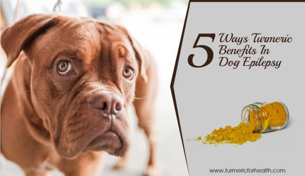 5-ways-turmeric-benefits-in-dog-epilepsy