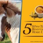 5-ways-turmeric-benefits-in-horse-laminitis