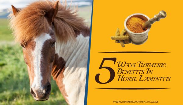 5-ways-turmeric-benefits-in-horse-laminitis