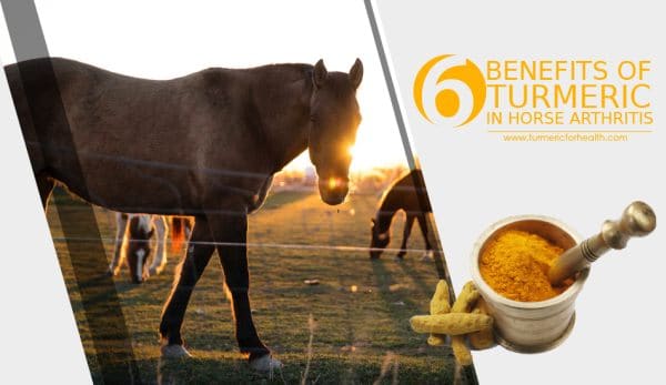 6-benefits-of-turmeric-in-horse-arthritis