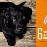 6-ways-turmeric-aids-in-dog-brain-tumor