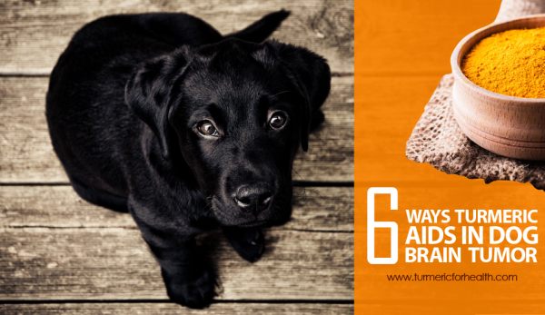 6-ways-turmeric-aids-in-dog-brain-tumor