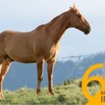 6-ways-turmeric-aids-in-ringbone-in-horses