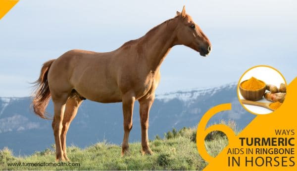 6-ways-turmeric-aids-in-ringbone-in-horses