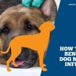 How Turmeric Benefits In Dog Microbial Infections