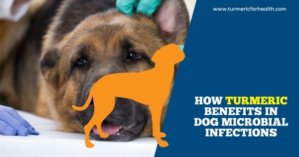 How Turmeric Benefits In Dog Microbial Infections