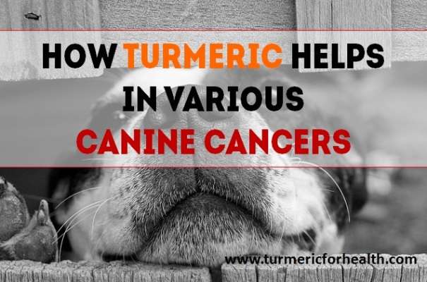 featured canine cancer