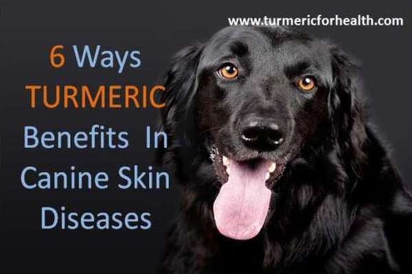 canine skin diseases featured