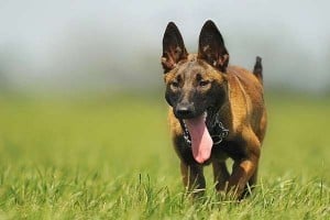 malinois-354527_640