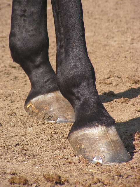 4 Ways Turmeric Helps In Greasy Heel or Mud Fever Naturally