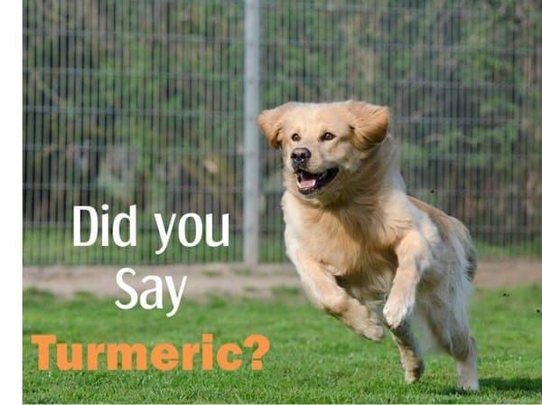 turmeric for arthritis in dogs